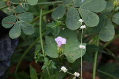 Ipomoea triloba